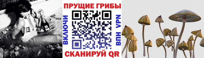 Галлюциногенные грибы прущие грибы  Знаменск 